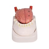 Modelo de lengua y dientes, tamaño natural, 4 partes