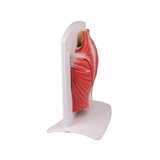 Modelo de la musculatura de la espalda en 4 partes