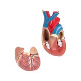 Detailed torso model with 27 removable parts (light-skinned and interchangeable genitals)