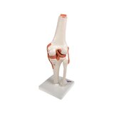 Modelo de rodilla flexible con ligamentos