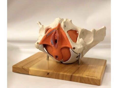 Pelvis y genitales