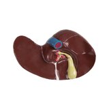 Detailed torso model with 27 removable parts (light-skinned and interchangeable genitals)