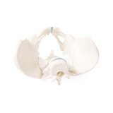 Pelvis masculina con sacro y 2 vértebras lumbares