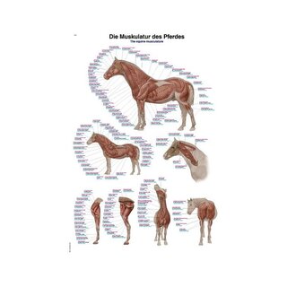 Póster de musculatura del caballo de 50x70 cm