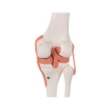 Modelo de rodilla flexible con ligamentos
