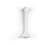 El húmero (parte superior del brazo)