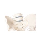 Pelvis masculina con sacro, 2 vértebras lumbares y muñones femorales