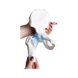 Hip joint model with ligaments with stand