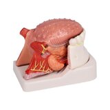 Modelo de lengua y dientes, tamaño natural, 4 partes