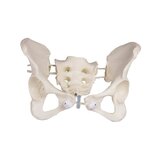Pelvis femenina, flexible