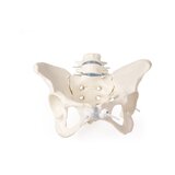 Pelvis femenina con 2 vértebras lumbares, montada de forma flexible