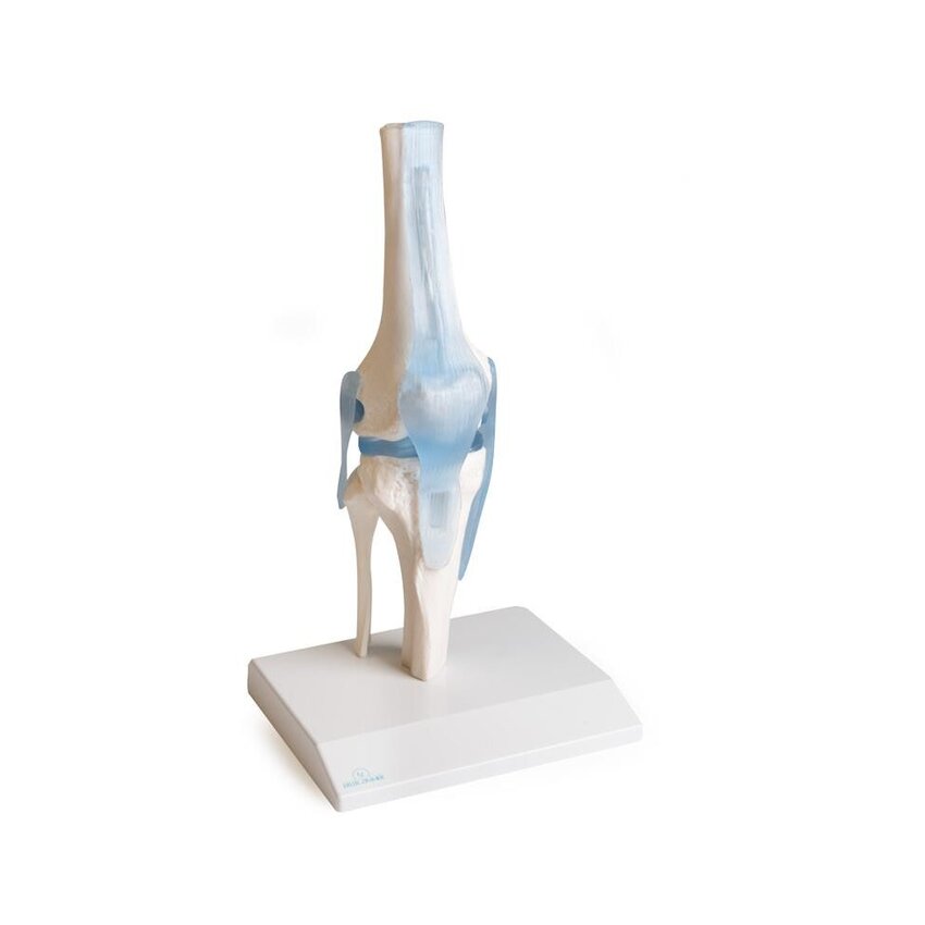 Articulación de la rodilla con ligamentos con soporte