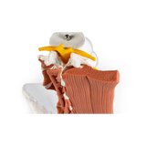 Pelvis masculina, columna lumbar con músculos