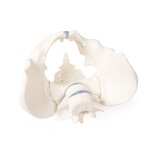 Pelvis masculina con sacro y 2 vértebras lumbares