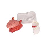 Modelo de lengua y dientes, tamaño natural, 4 partes