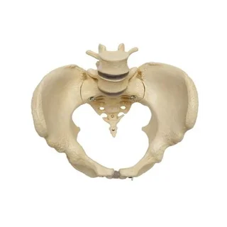 Modelo de pelvis que muestra huesos y articulaciones en la pelvis femenina.
