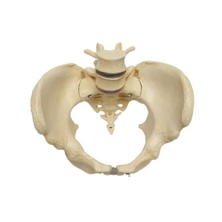 Modelo de pelvis que muestra huesos y articulaciones en la pelvis femenina.