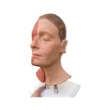 Cabeza para inyecciones faciales, músculos semilaterales.