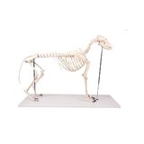 Esqueleto de perro de plástico