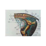 6 carteles de caballos en formato volteable