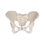 Pelvis femenina, flexible