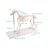 Esqueleto de perro de plástico