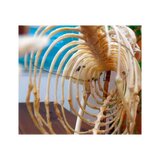 Esqueleto de gato real (Felis catus) con articulaciones flexibles