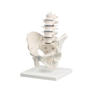 Columna lumbar con pelvis y posición de pie