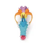 Modelo de cráneo de perro con huesos de cráneo coloreados.