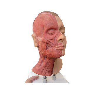 Cabeza para inyecciones faciales, músculos semilaterales.