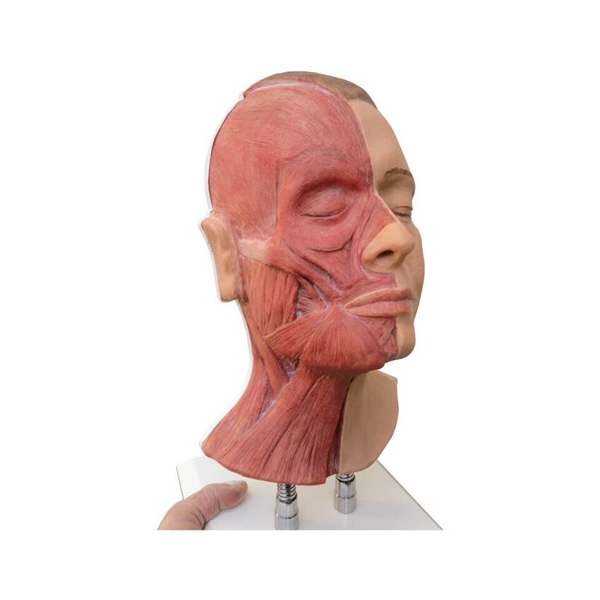 Cabeza para inyecciones faciales, músculos semilaterales.