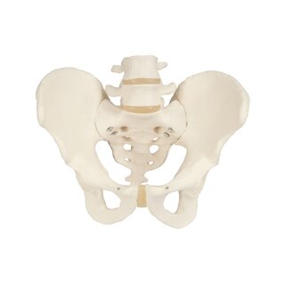 Modelo de pelvis que muestra huesos y articulaciones en la pelvis masculina.