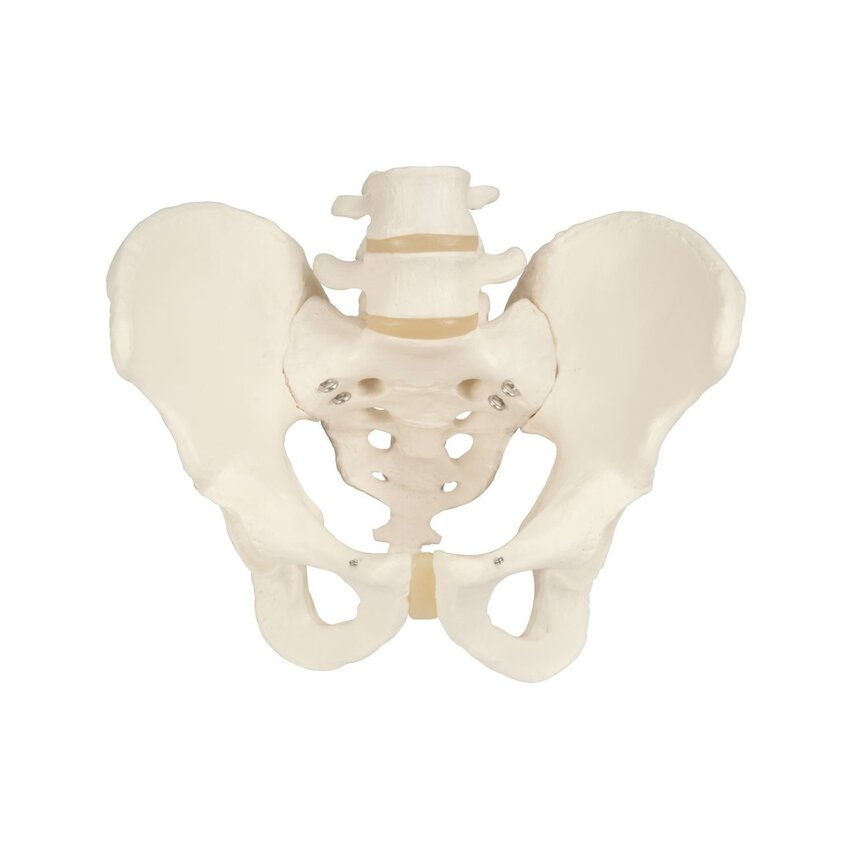 Modelo de pelvis que muestra huesos y articulaciones en la pelvis masculina.