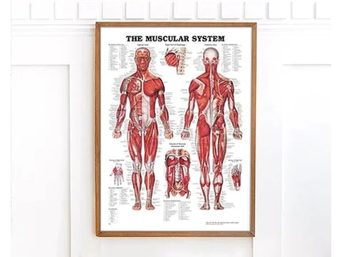El sistema musculoesquelético – Láminas de anatomía