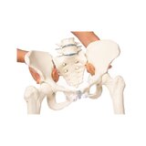 Pelvis femenina con sacro, 2 vértebras lumbares y muñones femorales, flexible