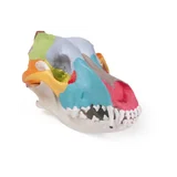Modelo de cráneo de perro con huesos de cráneo coloreados.