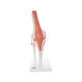 Modelo de rodilla flexible con ligamentos