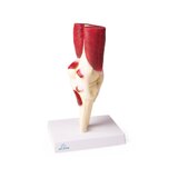 Articulación de la rodilla, tamaño natural, con músculos.
