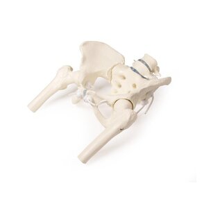Pelvis femenina con sacro, 2 vértebras lumbares y muñones femorales, flexible