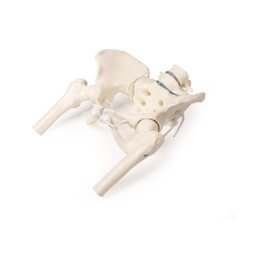Pelvis femenina con sacro, 2 vértebras lumbares y muñones femorales, flexible