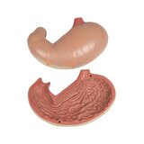 Detailed torso model with 27 removable parts (light-skinned and interchangeable genitals)
