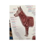 Póster de musculatura canina de 50 x 70 cm