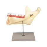 Modelo de mandíbula de 6 partes