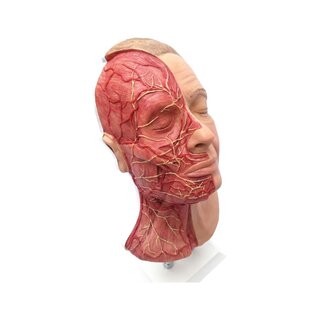 Cabezal para inyecciones faciales con músculos, arterias y nervios.