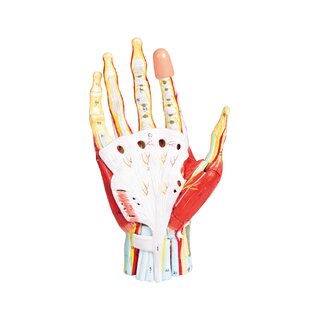 Modelo de mano en 7 partes