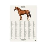 6 carteles de caballos en formato volteable