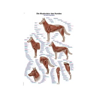 Póster de musculatura canina de 50 x 70 cm