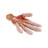 Modelo de mano avanzado con dos partes desmontables.