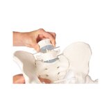 Pelvis masculina con sacro, 2 vértebras lumbares y muñones femorales
