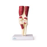 Articulación de la rodilla, tamaño natural, con músculos.